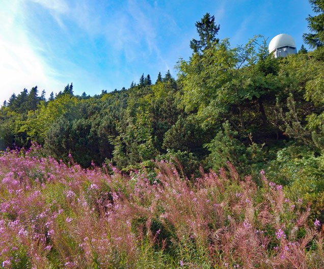 Das Schmalblättrige Weidenröschen ist quasi eine sommerliche "Allerweltspflanze".