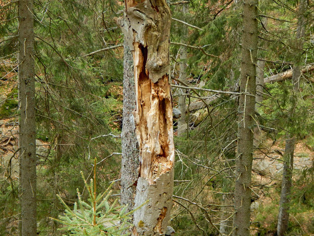 Im Naturwaldreservat dürfen Bäume stehend verrotten.