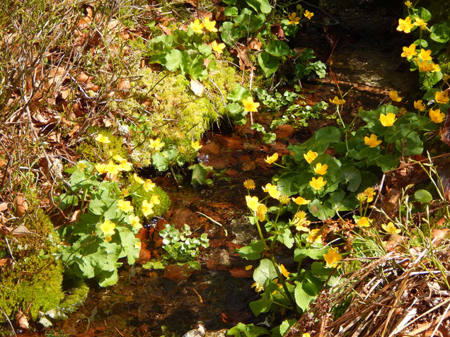 Sumpfdotterblumen wachsen dort, wo's besonders feucht ist.