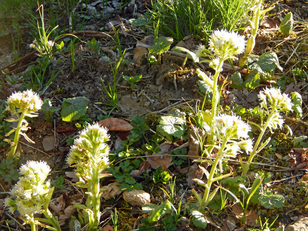 Die weit verbreitete Weiße Pestwurz ist im Bayerischen Walde eine der ersten Frühblüher. Wenn sie verblüht ist, bildet sie große hellgrüne runde Blätter. Sumpfdotterblumenblätter sind dunkler als die Blätter der Pestwurz, haben einen anderen Blattrand.
