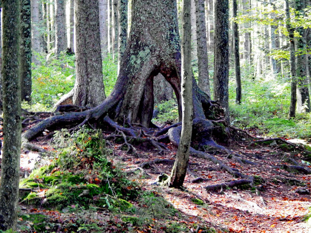 Stelzenwurzeln zeugen davon, dass dieser Baum einst auf einem liegenden Baumstamm, der inzwischen längst verrottet ist, keimte.