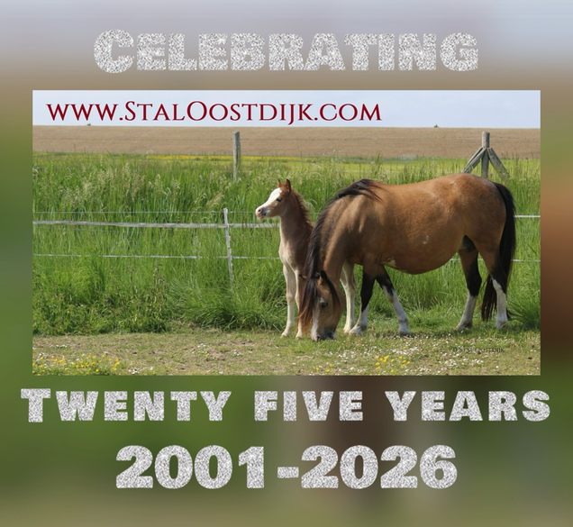 25 Years of Welsh ponies at Stal Oostdijk - Pictured Maybelline and her 2025 Champion Filly foal Oostdijk's Ceridwen Melian