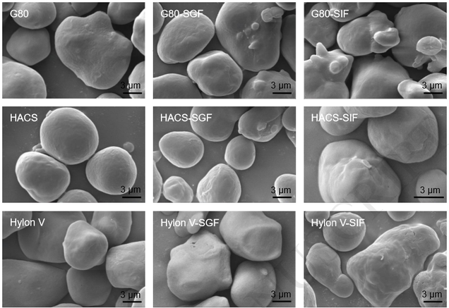 Microscopic photographs of different starch-coated microparticles for pharmaceutical use