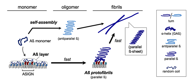 図6B　ガングリオクラスター上で形成するAß線維化過程（文献[7]より引用・一部改変）