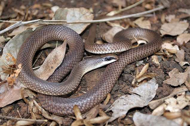 Rufous Beaked Snake (Rhamphiophis oxyrhynchus) .