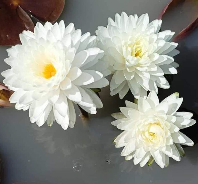 Nymphaea Puttakhun