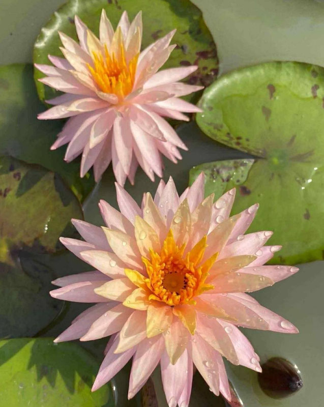 Nymphaea Thummaruksa