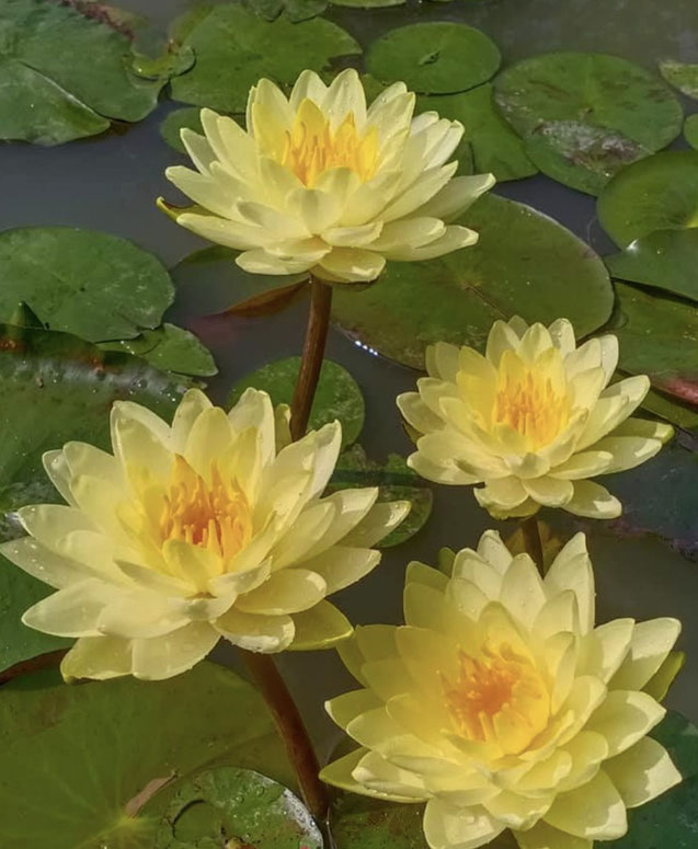 Nymphaea Tongthai