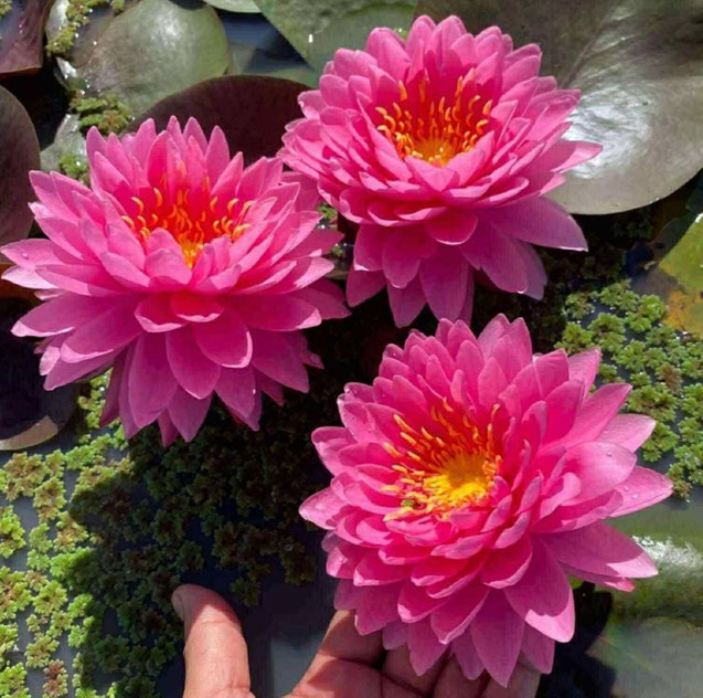 Nymphaea Varinda