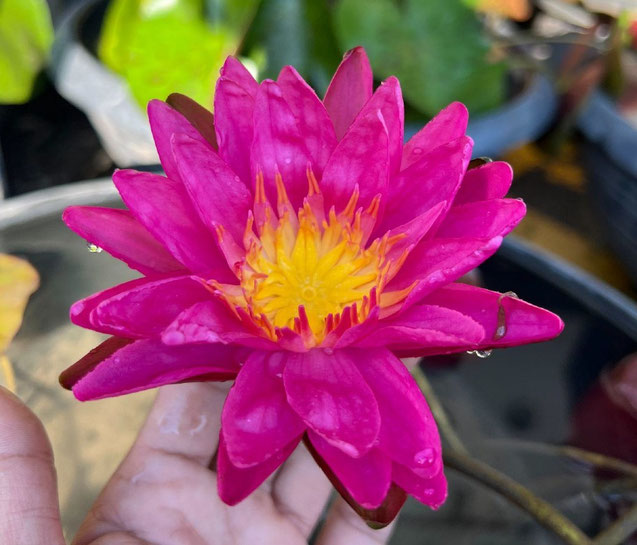 Nymphaea Pink Silk
