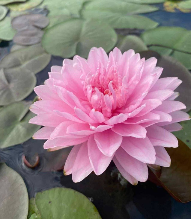 Nymphaea Puttran