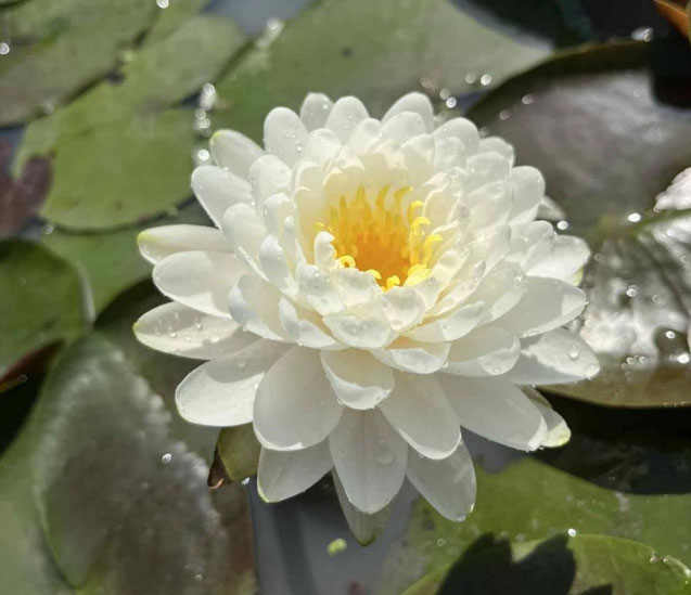 Nymphaea Malika