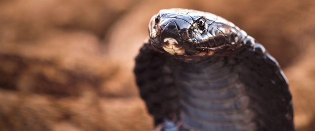 Serpenti letali in Kenya - Cobra sputatore dal collo nero (naja nigricollis)