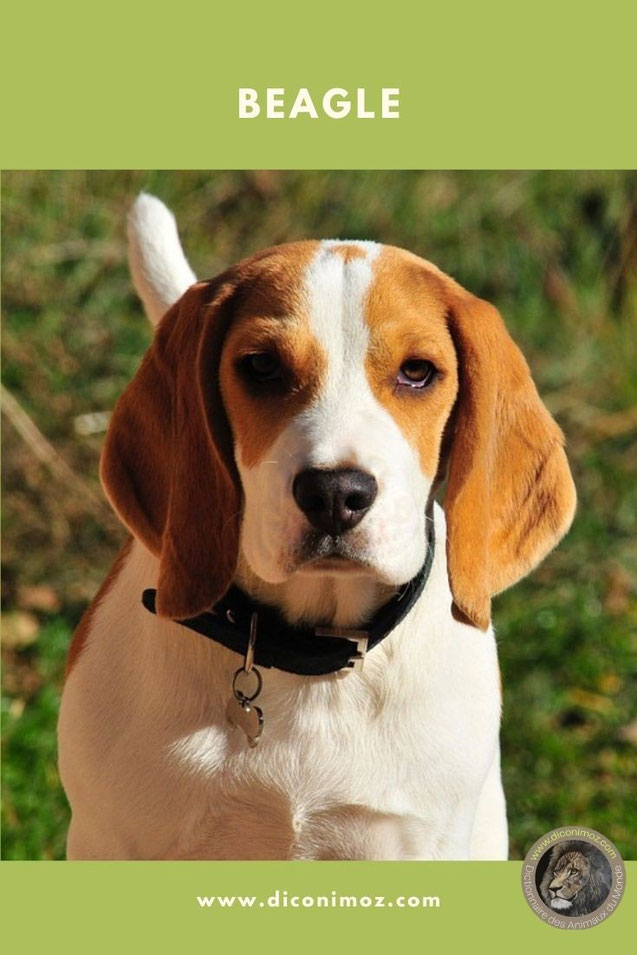 beagle fiche identité chien comportement race sante caractère
