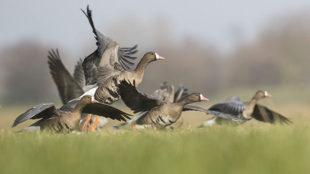 Blässgans, niederrhein, sebastian vogel, naturfoto, gans