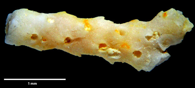 Senckenberg, Bryozoa, Bryozoen, Moostierchen, Sammlung Voigt