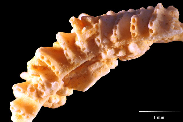 Senckenberg, Bryozoa, Bryozoen, Moostierchen, Sammlung Voigt