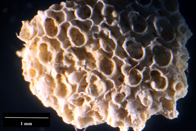 Senckenberg, Bryozoa, Bryozoen, Moostierchen, Sammlung Voigt