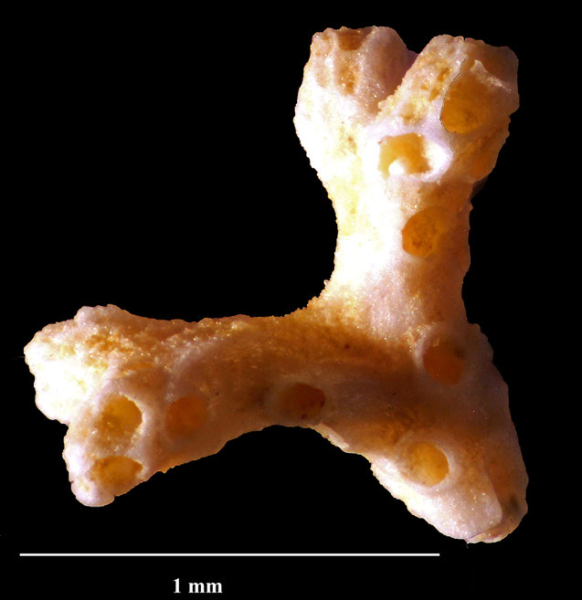 Senckenberg, Bryozoa, Bryozoen, Moostierchen, Sammlung Voigt
