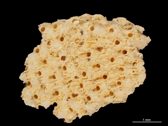 Senckenberg, Bryozoa, Bryozoen, Moostierchen, Sammlung Voigt