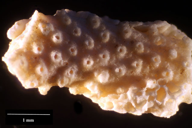 Senckenberg, Bryozoa, Bryozoen, Moostierchen, Sammlung Voigt