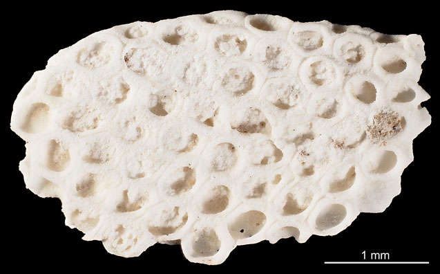 Senckenberg, Bryozoa, Bryozoen, Moostierchen, Sammlung Voigt