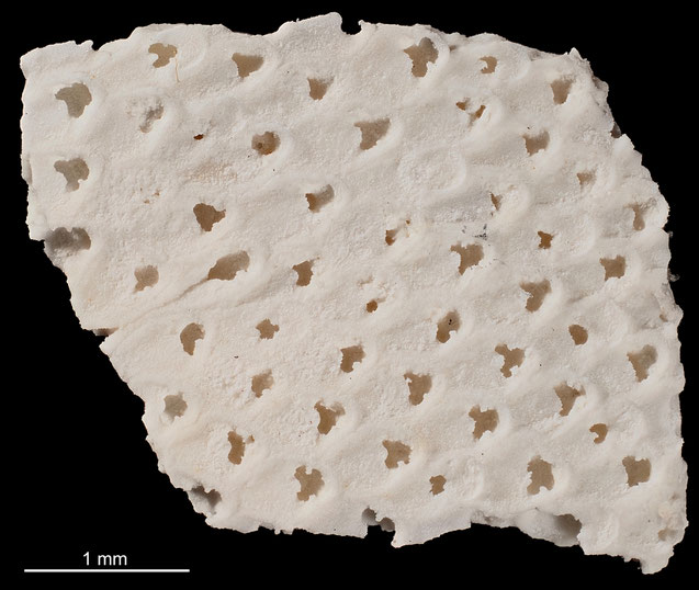 Senckenberg, Bryozoa, Bryozoen, Moostierchen, Sammlung Voigt