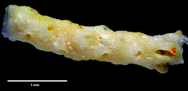 Senckenberg, Bryozoa, Bryozoen, Moostierchen, Sammlung Voigt