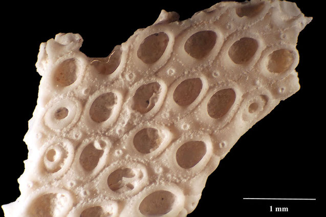 Senckenberg, Bryozoa, Bryozoen, Moostierchen, Sammlung Voigt