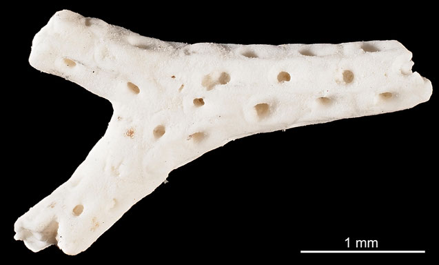 Senckenberg, Bryozoa, Bryozoen, Moostierchen, Sammlung Voigt