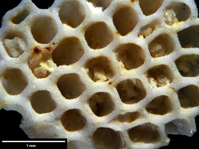 Senckenberg, Bryozoa, Bryozoen, Moostierchen, Sammlung Voigt