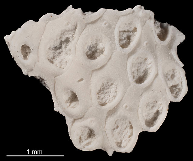 Senckenberg, Bryozoa, Bryozoen, Moostierchen, Sammlung Voigt