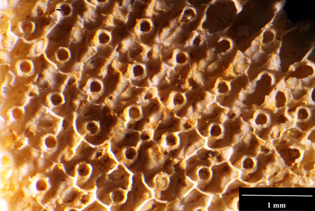 Senckenberg, Bryozoa, Bryozoen, Moostierchen, Sammlung Voigt