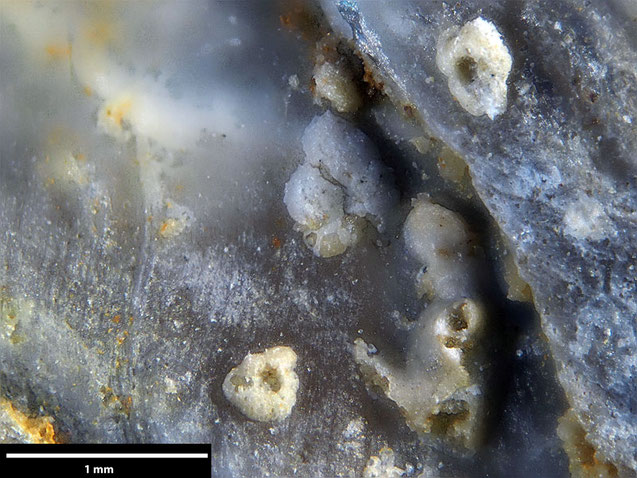 Senckenberg, Bryozoa, Bryozoen, Moostierchen, Sammlung Voigt