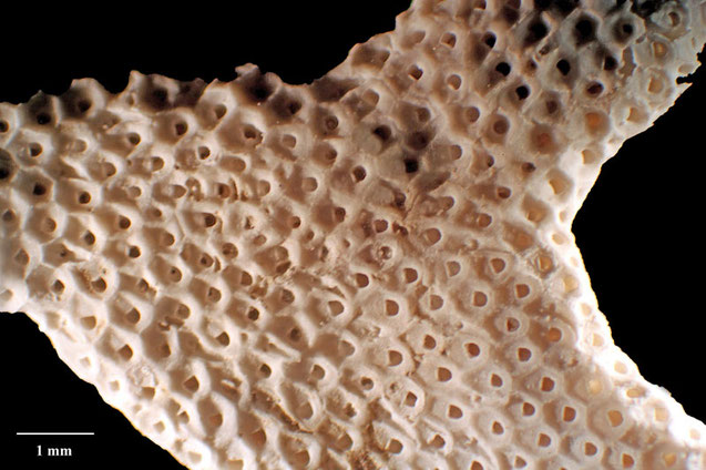 Senckenberg, Bryozoa, Bryozoen, Moostierchen, Sammlung Voigt