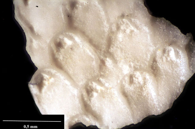 Senckenberg, Bryozoa, Bryozoen, Moostierchen, Sammlung Voigt