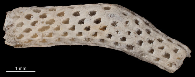 Senckenberg, Bryozoa, Bryozoen, Moostierchen, Sammlung Voigt