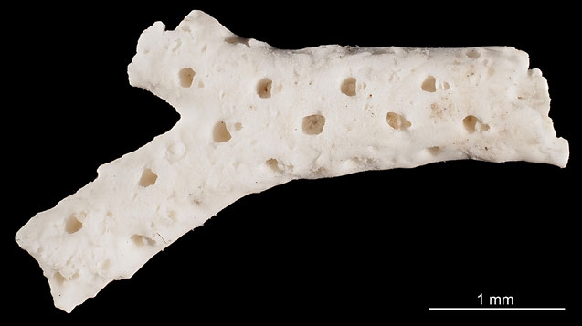 Senckenberg, Bryozoa, Bryozoen, Moostierchen, Sammlung Voigt