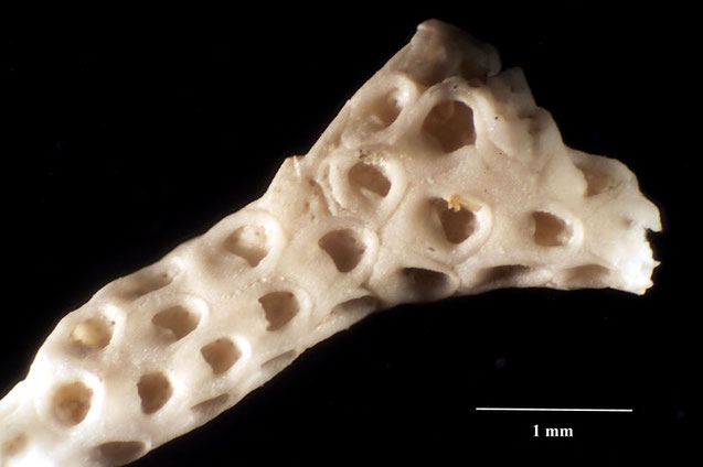 Senckenberg, Bryozoa, Bryozoen, Moostierchen, Sammlung Voigt