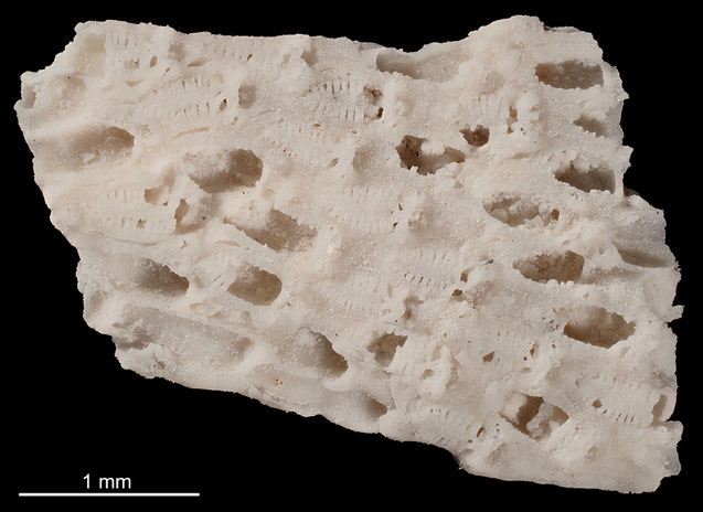 Senckenberg, Bryozoa, Bryozoen, Moostierchen, Sammlung Voigt