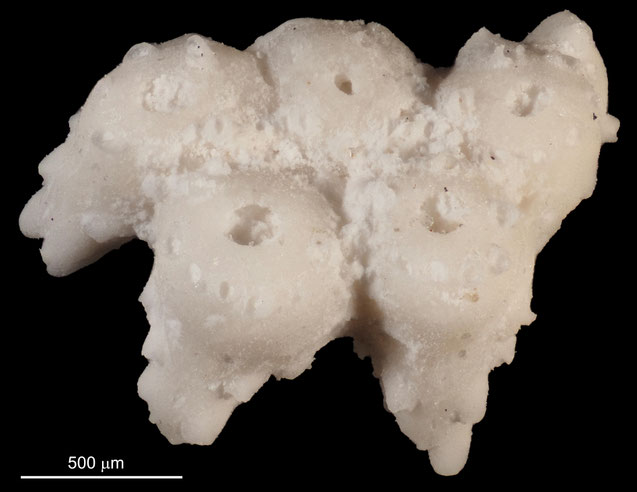 Senckenberg, Bryozoa, Bryozoen, Moostierchen, Sammlung Voigt