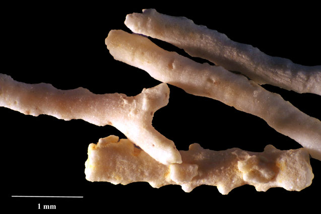 Senckenberg, Bryozoa, Bryozoen, Moostierchen, Sammlung Voigt