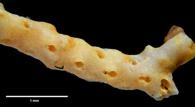 Senckenberg, Bryozoa, Bryozoen, Moostierchen, Sammlung Voigt