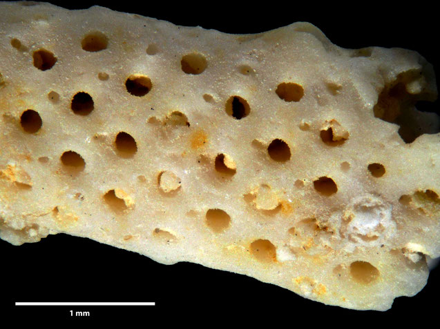 Senckenberg, Bryozoa, Bryozoen, Moostierchen, Sammlung Voigt