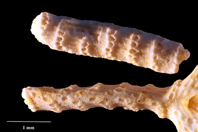 Senckenberg, Bryozoa, Bryozoen, Moostierchen, Sammlung Voigt