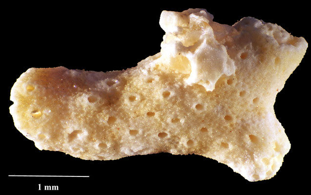 Senckenberg, Bryozoa, Bryozoen, Moostierchen, Sammlung Voigt