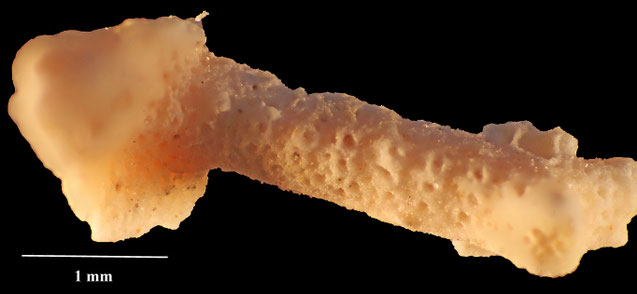 Senckenberg, Bryozoa, Bryozoen, Moostierchen, Sammlung Voigt