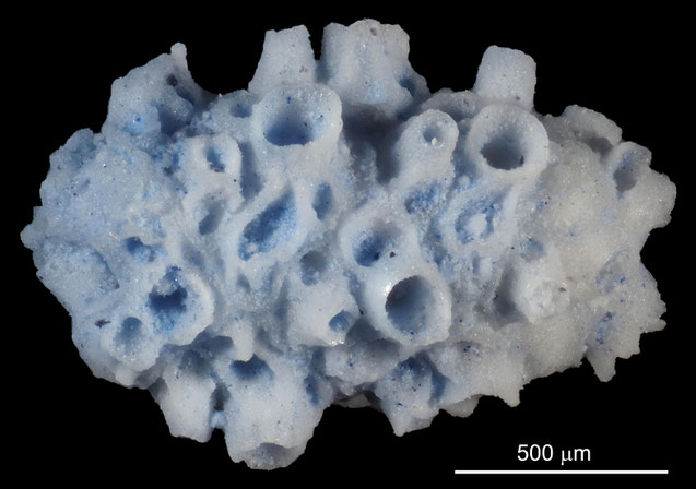 Senckenberg, Bryozoa, Bryozoen, Moostierchen, Sammlung Voigt