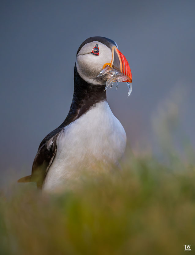 2 Einige „Puffins“ fütterten bereits und präsentierten nach Landung erstmal stolz ihre Beute – auch in solchen Situationen war ich froh, dass das 600 PF auf 840mm wirklich gut funktioniert