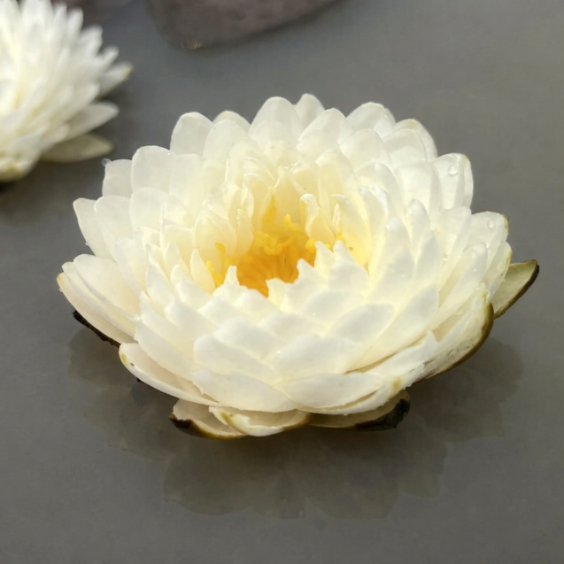 Nymphaea Casanova